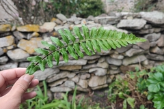 Asplenium marinum