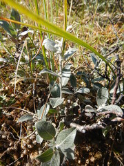 Salix lanata