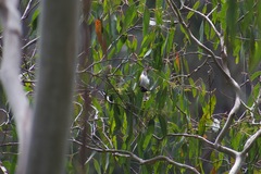 Melithreptus lunatus
