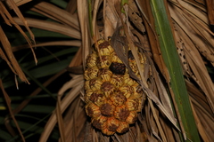Pandanus