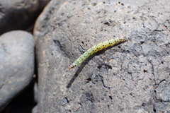 Uresiphita