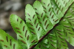 Asplenium marinum