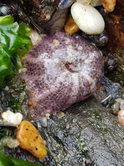 Aulactinia verrucosa