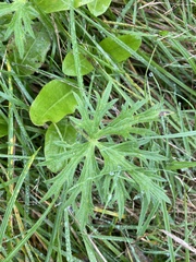 Geranium dissectum