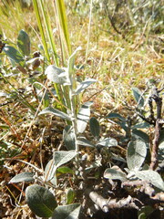 Salix lanata