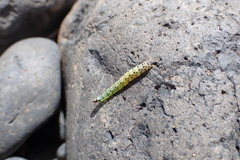 Uresiphita