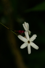 Jasminum abyssinicum image