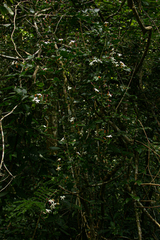 Jasminum abyssinicum image