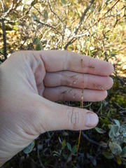 Poa arctica