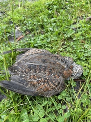 Turnix varius