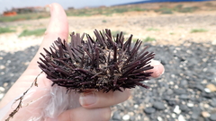 Echinoidea