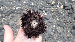 Echinoidea