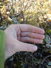 Poa arctica