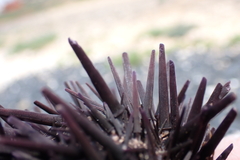Echinoidea