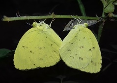 Eurema hecabe hecabe
