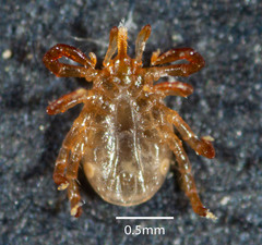 Ixodes holocyclus