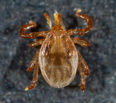 Ixodes holocyclus