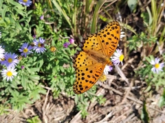 Argynnis hyperbius