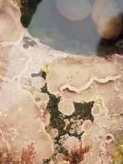 Lithophyllum incrustans