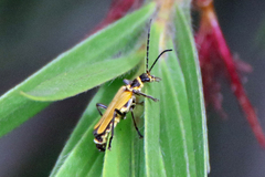 Chauliognathus flavipennis