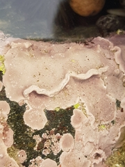 Lithophyllum incrustans