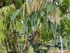 Lepisanthes alata