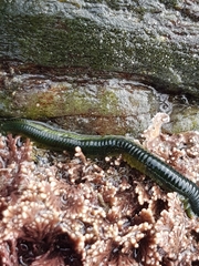 Eulalia clavigera