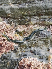Eulalia clavigera