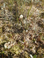 Tephroseris integrifolia atropurpurea