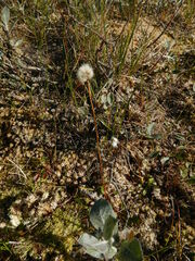 Tephroseris integrifolia atropurpurea