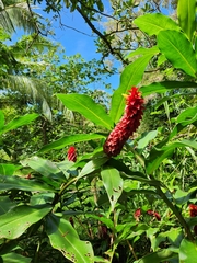 Costus comosus