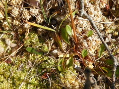 Tephroseris integrifolia atropurpurea