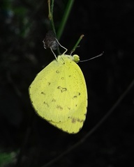 Eurema hecabe hecabe