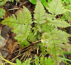 Gymnocarpium dryopteris