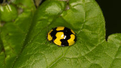 Illeis galbula
