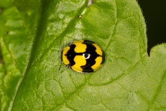 Illeis galbula