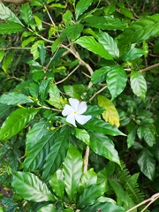 Tabernaemontana divaricata