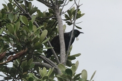Prosthemadera novaeseelandiae novaeseelandiae