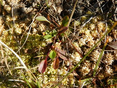 Tephroseris integrifolia atropurpurea