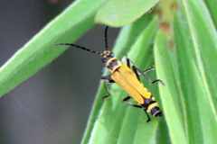 Chauliognathus flavipennis