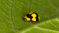 Illeis galbula