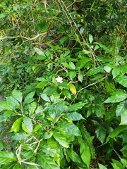 Tabernaemontana divaricata