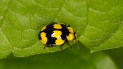 Illeis galbula