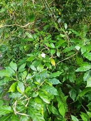 Tabernaemontana divaricata