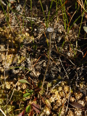 Tephroseris integrifolia atropurpurea