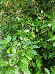 Tabernaemontana divaricata