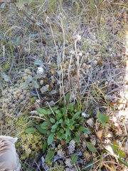 Tephroseris integrifolia atropurpurea