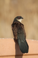 Centropus superciliosus burchellii