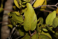 Dendrophthoe