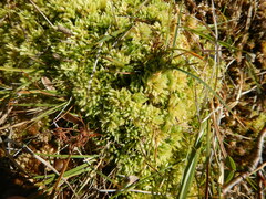 Sphagnum squarrosum